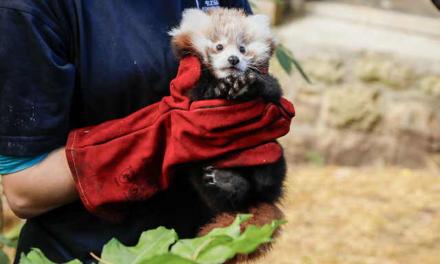 Σκωτία: Πυροτεχνήματα προκάλεσαν τον θάνατο ενός μικρού κόκκινου πάντα επειδή αγχώθηκε πολύ