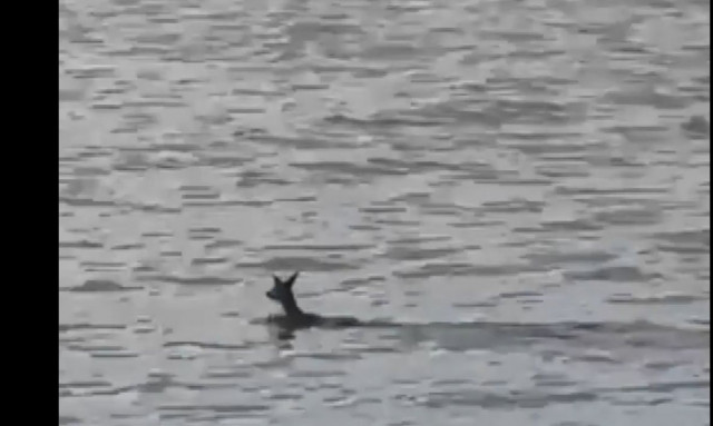 Τουρκία: Ψαράδες σώζουν ζαρκάδι από βέβαιο πνιγμό