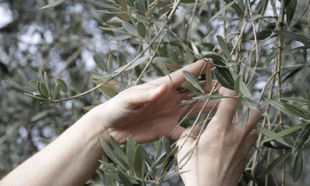 Εκπέμπουν SOS oι ελαιοπαραγωγοί λόγω ανομβρίας – Αναγκαία η στήριξη