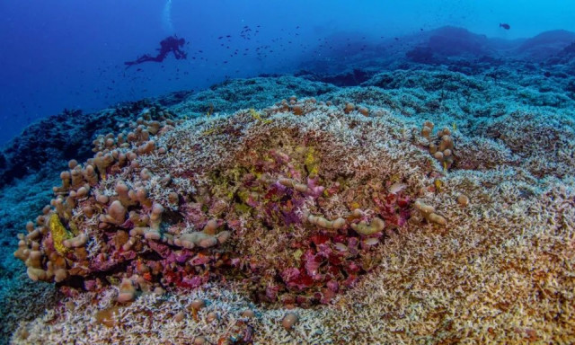 Ανακαλύφθηκε το μεγαλύτερο κοράλλι του κόσμου - Είναι ορατό ακόμη και από το διάστημα!
