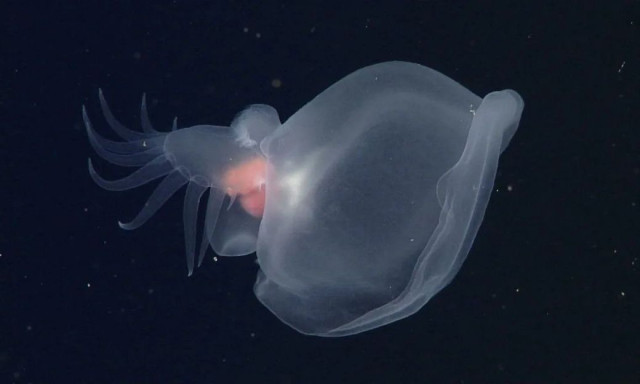 Ένα μυστηριώδες θαλάσσιο μαλάκιο που φωσφορίζει ανακαλύφθηκε στη ζώνη του μεσονυκτίου