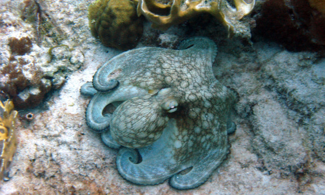 Πόρτο Λάγος: «Διάσωση» 571 χταποδιών από 6.500 αυτοσχέδιες παγίδες «ψαρέματος»