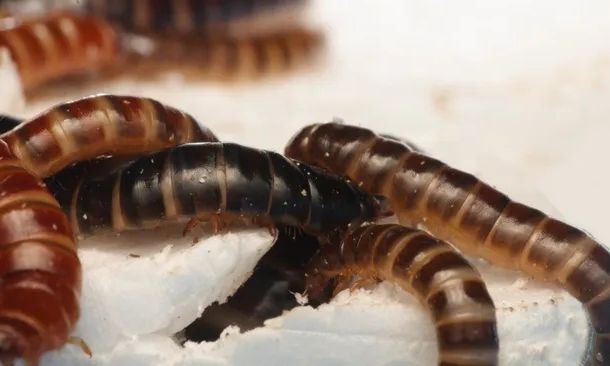 Ανακαλύφθηκε σκουλήκι που «τρώει» πλαστικό: Μπορεί να μας σώσει από την ρύπανση;