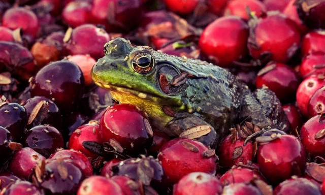 Τα θηλυκά βατράχια προσποιούνται τον θάνατό τους για να αποφύγουν τα αρσενικά