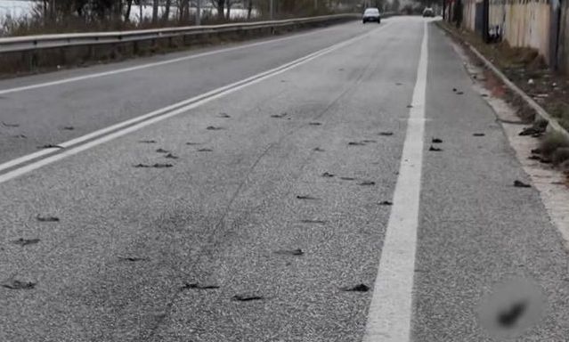 Αργολίδα: Μυστήριο με τα εκατοντάδες νεκρά πουλιά στην άσφαλτο - Τα σενάρια που εξετάζονται