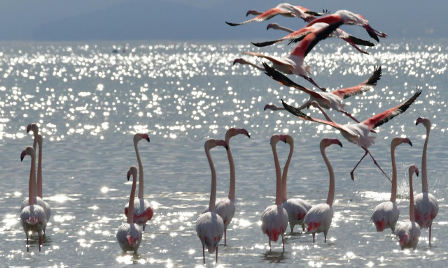 Αργολίδα: Έκτακτη προσγείωση δεκάδων φλαμίνγκο στο Ναύπλιο λόγω της κακοκαιρίας