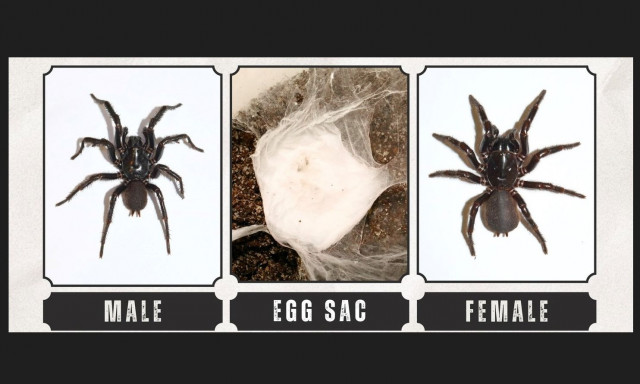 Αυστραλία: Ζωολογικός κήπος ζητά από κατοίκους να πιάνουν θανατηφόρες αράχνες για... καλό σκοπό