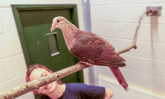 Ηνωμένο Βασίλειο: Σπάνιο ροζ περιστέρι ανατράφηκε για πρώτη φορά σε ζωολογικό κήπο