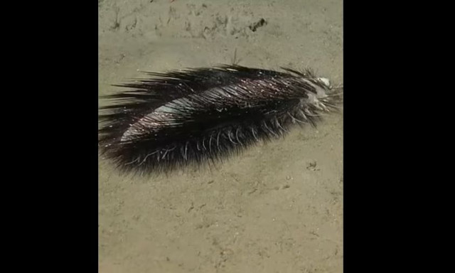 Αλλόκοτο πλάσμα ανακαλύφθηκε στη συμβολή τριών τεκτονικών πλακών στον Ειρηνικό Ωκεανό