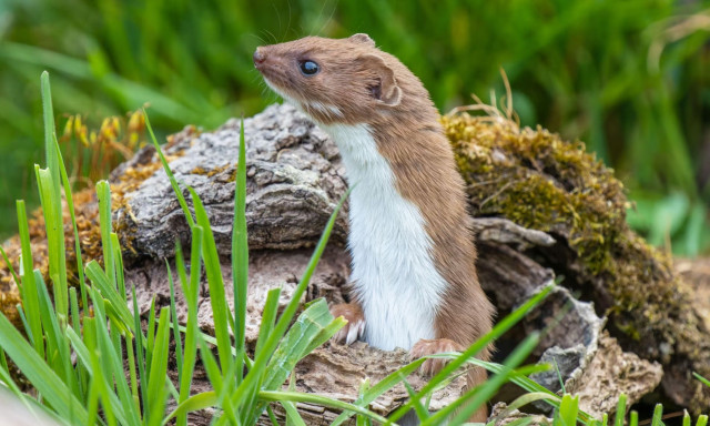 Αρσέν Λουπέν αλά ιαπωνικά: Η αστυνομία εντόπισε τον πιο απρόσμενο κλέφτη παπουτσιών από νηπιαγωγείο