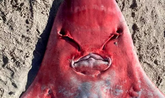 Ξεβράστηκε αυτό το πλάσμα σε παραλία - Κανείς δεν ξέρει τι είναι