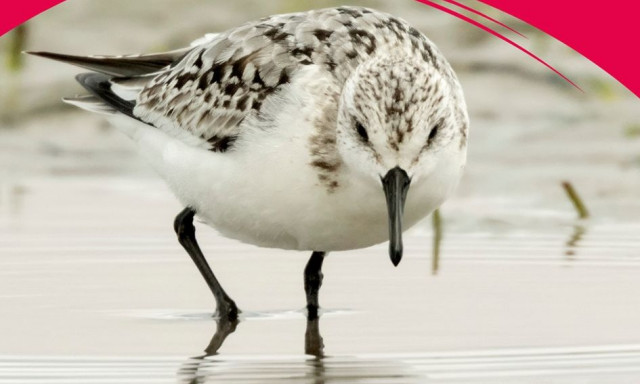 Σήμα κινδύνου για τα μεταναστευτικά παρυδάτια πουλιά