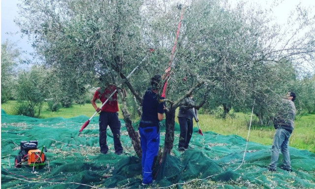 Ελαιόλαδο: Παραγωγοί μιλούν στο Newsbomb.gr για τη διαμόρφωση της τιμής