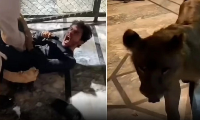 Μπήκε σε κλουβί με λιοντάρι για να βγάλει selfie και γλύτωσε το τελευταίο δευτερόλεπτο