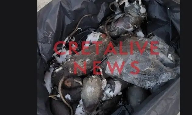 Ηράκλειο: Γέμισε ποντίκια το λιμάνι - Δεν προλαβαίνουν να τα μαζεύουν