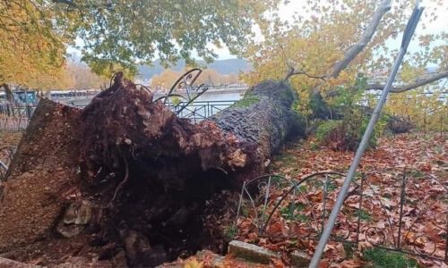 Ήπειρος: Κατέρρευσε υπεραιωνόβιος πλάτανος στην παραλίμνιο