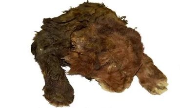 Ρωσία: Επιστήμονες ανακάλυψαν ένα καλοδιατηρημένο μωρό μαχαιρόδοντα στους πάγους της Γιακουτίας