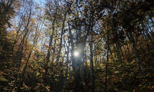 Τζουμέρκα: Χρυσοθήρες ψάχνουν για λίρες στο δάσος του Άη Γιάννη