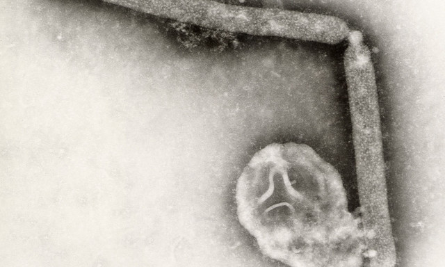 ΗΠΑ: Πρώτο κρούσμα της γρίπης των πτηνών σε παιδί - Οι φόβοι των ιολόγων