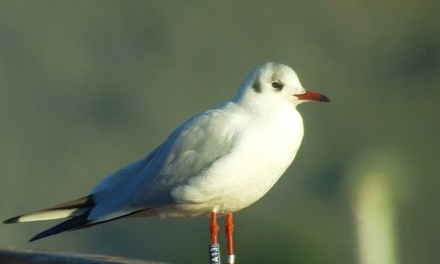 Το μεγάλο ταξίδι των μεταναστευτικών πουλιών: Από την Ευρώπη στη λιμνοθάλασσα Μεσολογγίου