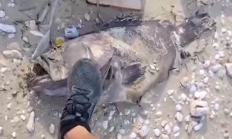 Άνδρος: Τεράστια περιβαλλοντική καταστροφή - Ξεβράζονται νεκροί ροφοί