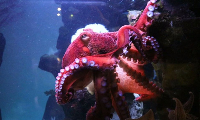 Ρωσία: Ένα γιγάντιο χταπόδι η ατραξιόν στον ζωολογικό κήπο της Μόσχας