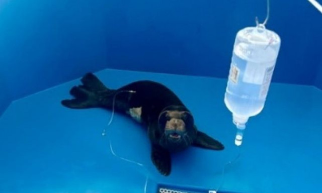 Ανάφη: Νεαρή φώκια διασώθηκε από τη νοσηλεύτρια του νησιού