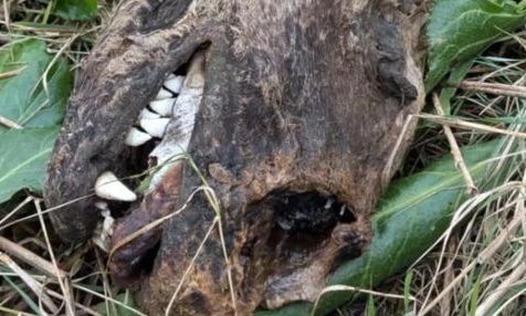 Ξεβράστηκε αυτό το πλάσμα σε παραλία - Κανείς δεν γνωρίζει τι είναι