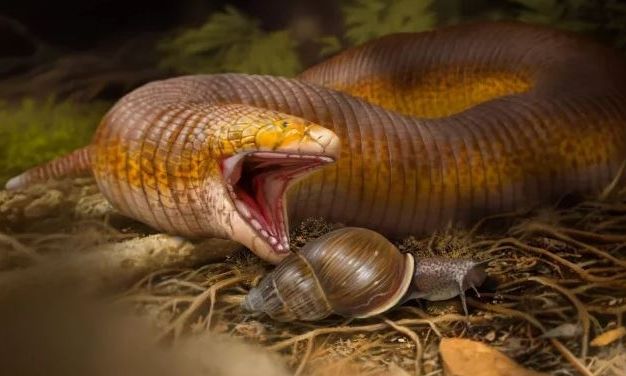 Έλληνας παλαιοντολόγος ανακάλυψε νέο είδος προΐστορικού ερπετού - Το ονόμασε «Τεραστιοδοντόσαυρο»