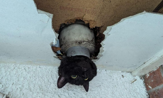 Επιχείρηση απεγκλωβισμού γάτας που «σφήνωσε» σε αγωγό αποχέτευσης στη Βρετανία