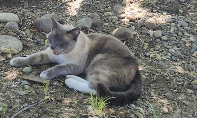 Καλιφόρνια: Το μυστηριώδες ταξίδι της επιστροφής 2 μηνών και 1.400 χλμ μιας χαμένης γάτας