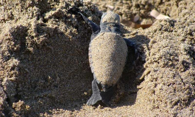 Φρίκη στα Χανιά: «Σκότωσαν και διαμέλισαν χελώνα Καρέτα - Καρέτα»