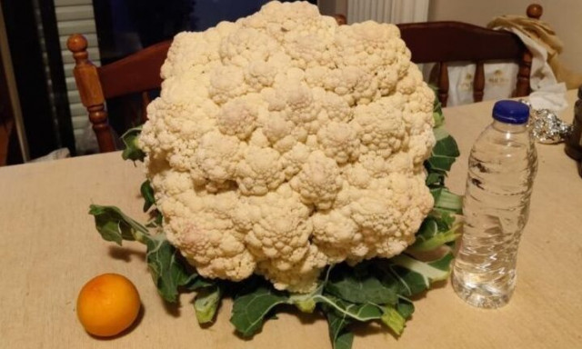 Τρίκαλα: Εντυπωσιακό κουνουπίδι -γίγας 5,5 κιλών θυμίζει γιγάντια ανθοδέσμη παρά λαχανικό