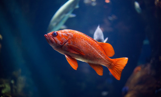 Χρυσόψαρα: Ο ιδιαίτερος τρόπος που κοιμούνται