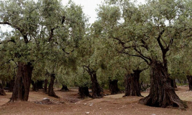 Βόλος: Μπούκαραν σε ξένο κτήμα και μάζεψαν τις ελιές – Τις έπιασε επ’ αυτοφώρω ο ιδιοκτήτης