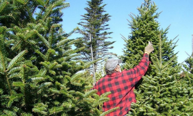 Στα «πόστα» τους σε Αθήνα και Θεσσαλονίκη την Παρασκευή (29/11) οι ελατοπαραγωγοί Ταξιάρχη