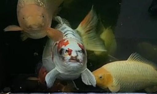 Αγγλία: Έχει ανθρώπινα χαρακτηριστικά προσώπου, τον λένε «Μπομπ» και είναι ψάρι (βίντεο)