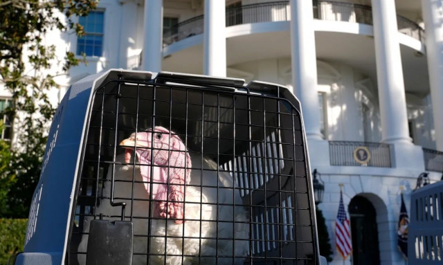 Thanksgiving 2024: 8 εκατομμύρια γαλοπούλες θα πεταχτούν στα σκουπίδια