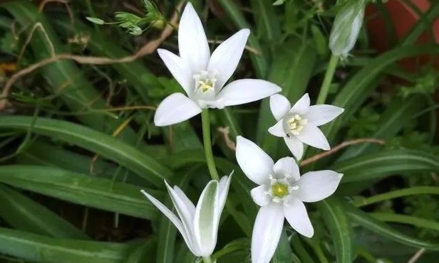 Κρήτη: Οι επιστήμονες ανακάλυψαν ένα νέο είδος φυτού στην Άγρια Γραμβούσα!