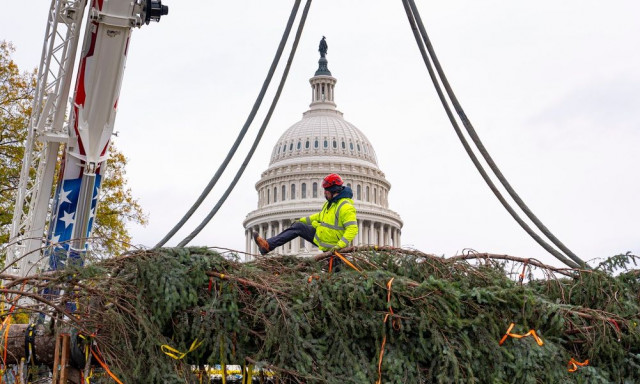 Κρίση στην αγορά χριστουγεννιάτικων δέντρων: Γιατί «γονατίζουν» οι αγρότες