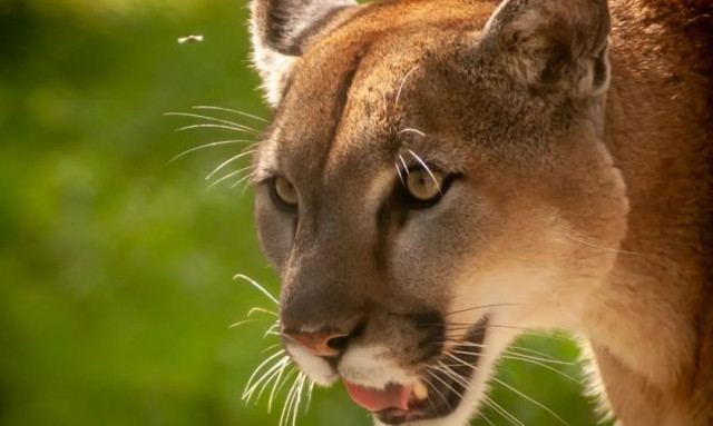 Φλόριντα: Γιατί οι πάνθηρες πεθαίνουν με ανησυχητικό ρυθμό - Απειλείται το είδος