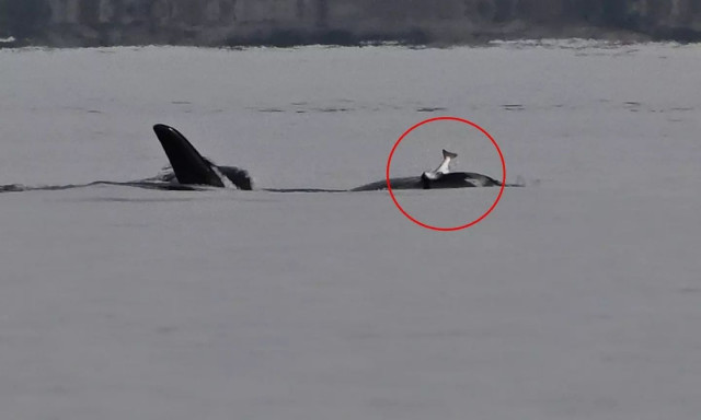 Γιατί οι όρκες «φορούν» τους σολωμούς ως... καπέλα