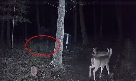 Απόκοσμα πλάνα: Λύκος «φάντασμα» τρομάζει ελάφια σε δάσος