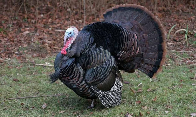 Γιατί δεν τρώμε τα αυγά της γαλοπούλας