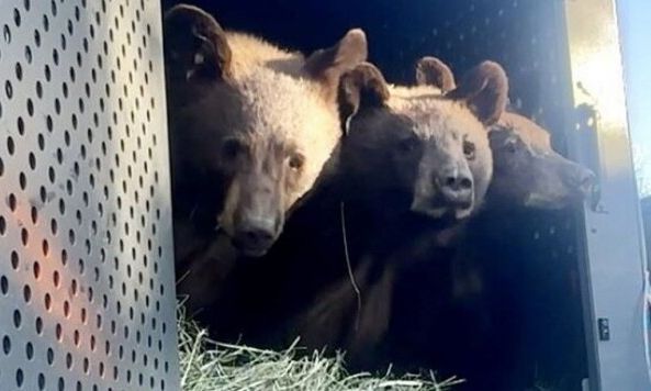 ΗΠΑ: Απελευθερώθηκαν πέντε μικρά αρκουδάκια μετά από μήνες σε κέντρο αποκατάστασης