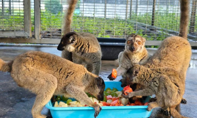 Μαδαγασκάρη: Σχεδόν 1.000 απειλούμενα ζώα επιστρέφουν - Ορόσημο κατά της παράνομης διακίνησης ζώων