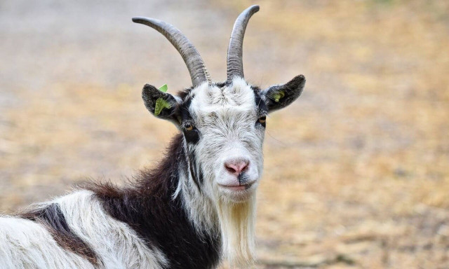 Οι κατσίκες μπορούν να προβλέψουν σεισμούς και ηφαιστειακές εκρήξεις, λένε οι επιστήμονες