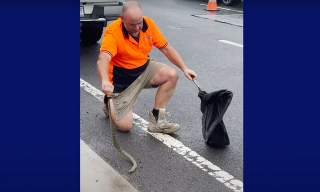 Αυστραλία: Δηλητηριώδες φίδι σκαρφάλωσε σε πόδι οδηγού ενώ ταξίδευε με 80 χιλιόμετρα την ώρα