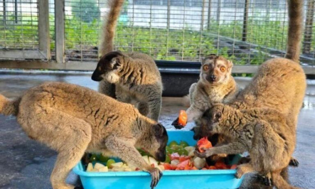 Νίκη κατά της εμπορίας ζώων – Σχεδόν 1.000 είδη υπό εξαφάνιση επαναπατρίστηκαν στη Μαδαγασκάρη