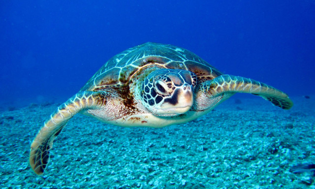 Φιλιππίνες: Τρεις άνθρωποι πέθαναν και 32 νοσηλεύτηκαν αφού έφαγαν θαλάσσια χελώνα